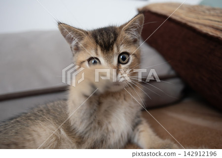 Playful domestic kitten pawing at the camera in a cozy indoor home scene Playful domestic kitten pawing at the camera in a cozy indoor home scene 142912196