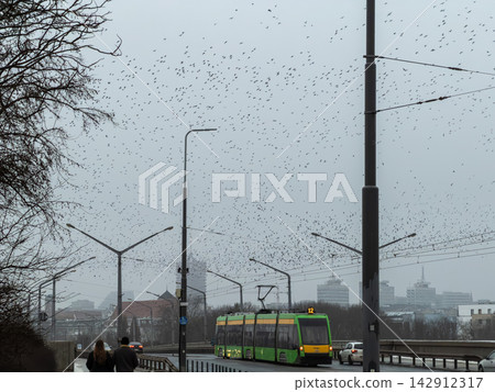 A green tram travels across a city bridge under a grey winter sky filled with a large flock of flying birds, highlighting urban transit and natural movement in a bustling environment A green tram travels across a city bridge under a grey winter sky filled with a large flock of flying birds, highlighting urban transit and natural movement in a bustling environment 142912317