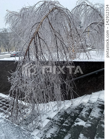 A birch tree covered in thick clear ice hangs over stone stairs during a freezing winter day, illustrating a harsh weather storm event in a quiet city environment near the street A birch tree covered in thick clear ice hangs over stone stairs during a freezing winter day, illustrating a harsh weather storm event in a quiet city environment near the street 142912334