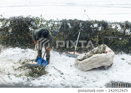 A worker cleaning dead ivy and debris from the snowy ground with a shovel and broom to maintain a public garden area, representing outdoor winter landscaping and site maintenance A worker cleaning dead ivy and debris from the snowy ground with a shovel and broom to maintain a public garden area, representing outdoor winter landscaping and site maintenance 142912425
