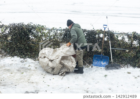 A worker fills a large bag with garden waste in a snow covered backyard, representing professional landscape maintenance and seasonal cleanup preparation in a cold winter environment A worker fills a large bag with garden waste in a snow covered backyard, representing professional landscape maintenance and seasonal cleanup preparation in a cold winter environment 142912489