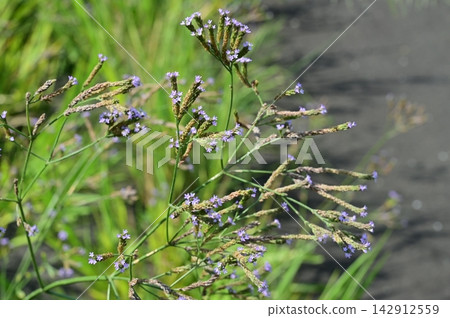 馬鞭草(Verbena bonariensis)(馬鞭草科),唇形目。 馬鞭草(Verbena bonariensis)(馬鞭草科),唇形目。 142912559