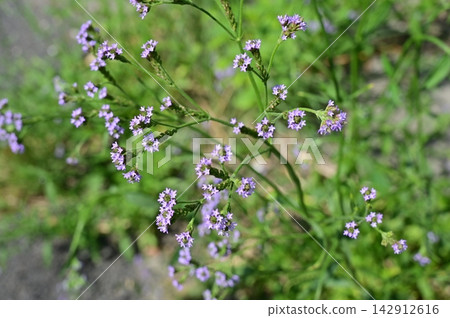 Verbena bonariensis (family Verbenaceae), order Lamiales. Verbena bonariensis (family Verbenaceae), order Lamiales. 142912616
