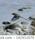 Yuri Bird Mosu 142912670
