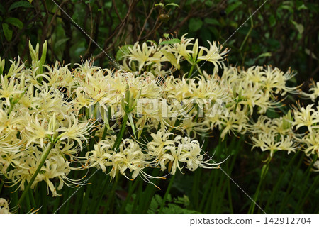 白花朱紅色shish花 142912704