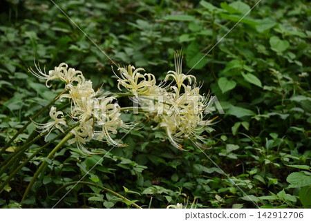 Flower of white flower vermillion shish Flower of white flower vermillion shish 142912706