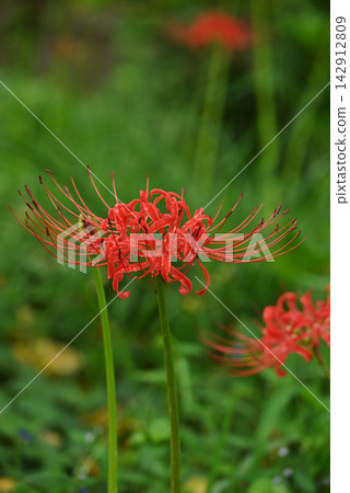 Higa bana花 Higa bana花 142912809
