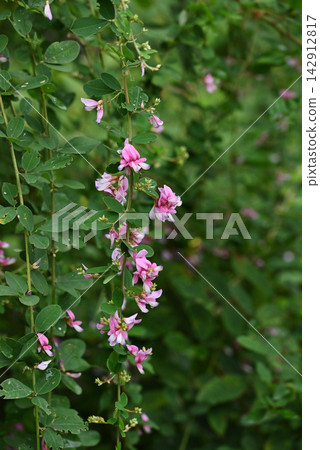 粉紅三葉草花 142912817