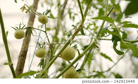 Growing green tomatoes on vine in greenhouse Growing green tomatoes on vine in greenhouse 142913449