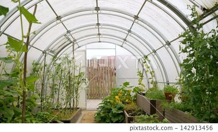 Modern greenhouse cultivating fresh garden vegetables and herbs Modern greenhouse cultivating fresh garden vegetables and herbs 142913456