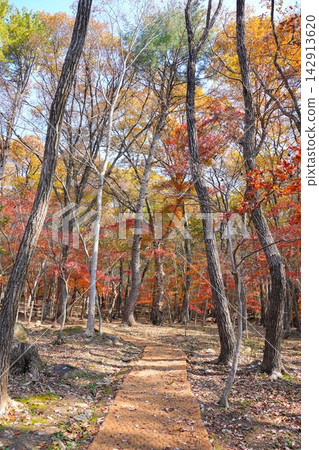 Autumn Forest Trail with Colorful Leaves and Bright Sunlight Autumn Forest Trail with Colorful Leaves and Bright Sunlight 142913620