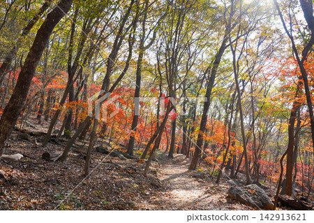 Autumn Forest Trail with Colorful Leaves and Bright Sunlight 142913621