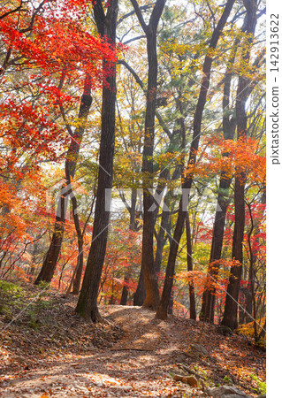 Autumn Forest Trail with Colorful Leaves and Bright Sunlight Autumn Forest Trail with Colorful Leaves and Bright Sunlight 142913622