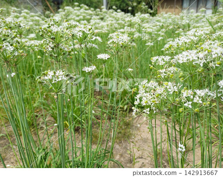A cluster of Chinese chive flowers A cluster of Chinese chive flowers 142913667