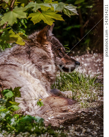 Grey wolf lying in forest shade under green maple leaves Grey wolf lying in forest shade under green maple leaves 142914211