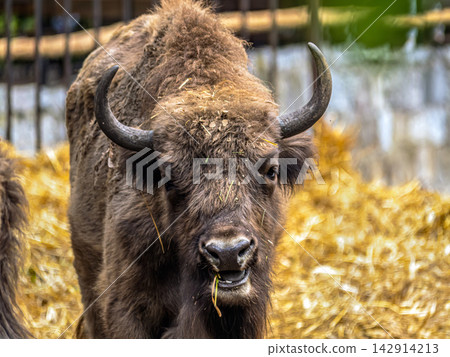 European bison head portrait chewing straw close up European bison head portrait chewing straw close up 142914213