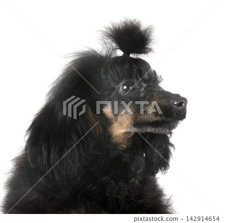 poodle in studio poodle in studio 142914654
