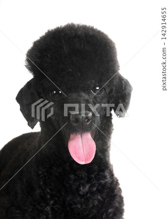 poodle in studio poodle in studio 142914655