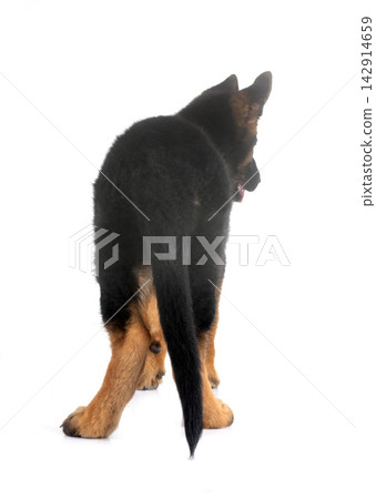 young german shepherd young german shepherd 142914659