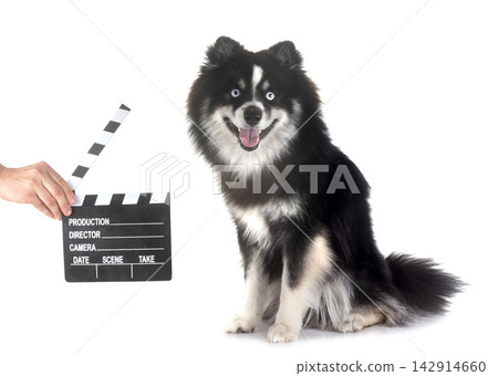 Pomsky in studio Pomsky in studio 142914660