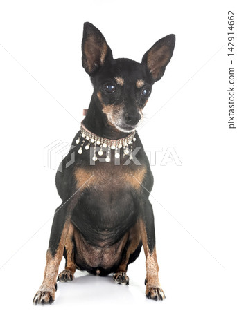 miniature pinscher in studio miniature pinscher in studio 142914662