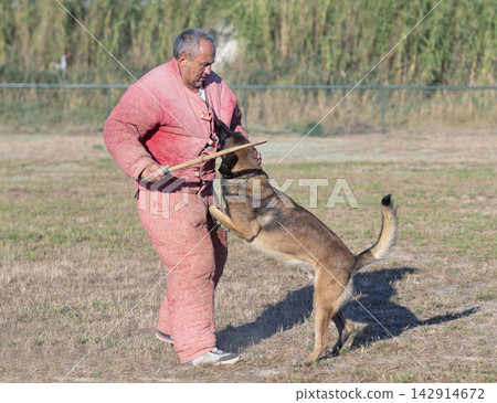 training of belgian shepherd training of belgian shepherd 142914672