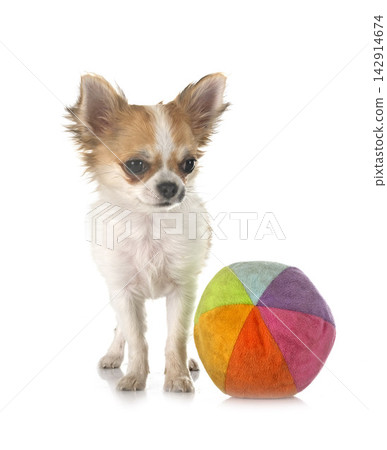 chihuahua in studio chihuahua in studio 142914674