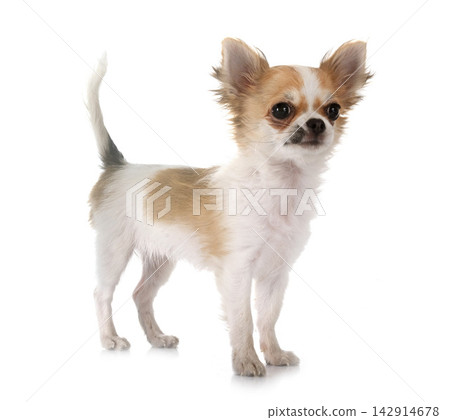 chihuahua in studio chihuahua in studio 142914678