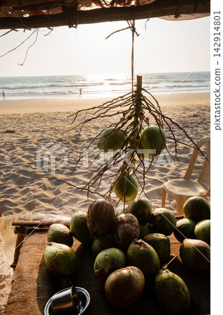 sale of coconuts on the main beach of Gokarna sale of coconuts on the main beach of Gokarna 142914801