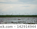 A flock of waterbirds flying in the air to find food above the lake full of blooming lotuses with clear sky background 142914944