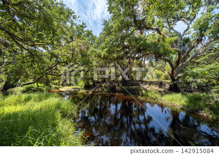 Beautiful tropical nature. Jungle rainforest with river between green palm trees and wild vegetation in southern Florida. Dense rainforest ecosystem Beautiful tropical nature. Jungle rainforest with river between green palm trees and wild vegetation in southern Florida. Dense rainforest ecosystem 142915084