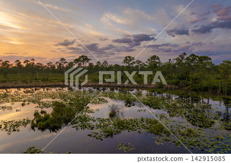 Tropical forest lake vegetation in southern swamp at sunset. Evening landscape of Florida wetland flora Tropical forest lake vegetation in southern swamp at sunset. Evening landscape of Florida wetland flora 142915085