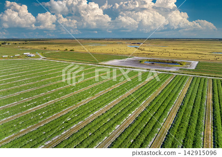 Farm fields in Florida. Agricultural cultivated field in summer season with growing green crops. Farming and agriculture industry in USA 142915096
