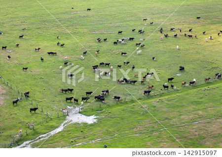 Cattle grazing on farmland pasture. Production of organic dairy products. Milk cows feeding on green farm grassland Cattle grazing on farmland pasture. Production of organic dairy products. Milk cows feeding on green farm grassland 142915097