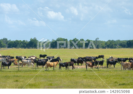 Organic milk and beef production. Free range cows grazing on green farm pasture. Feeding of cattle on farmland grassland Organic milk and beef production. Free range cows grazing on green farm pasture. Feeding of cattle on farmland grassland 142915098