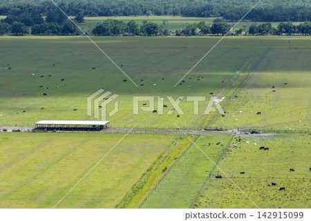 Free range milk cows grazing on farm pasture at Florida farmstead. Feeding of cattle on farmland grassland 142915099
