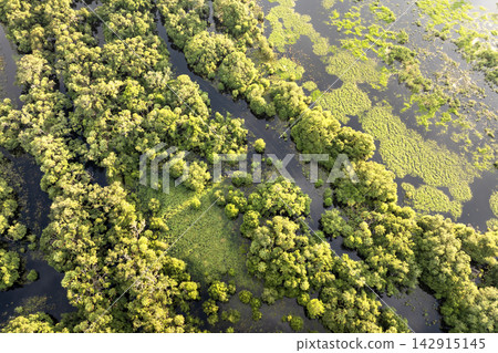 Florida wetlands with water between green wild vegetation. Tropical ecosystem at sunset Florida wetlands with water between green wild vegetation. Tropical ecosystem at sunset 142915145