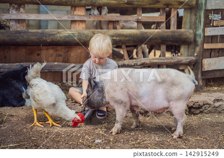 Toddler meets a pig and chicken during an educational farm visit. Curiosity and discovery through animal encounters. Toddler meets a pig and chicken during an educational farm visit. Curiosity and discovery through animal encounters. 142915249
