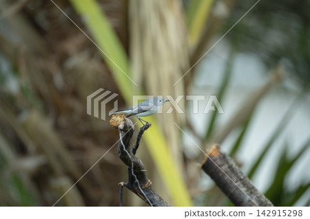 A Blue-Gray Gnatcatcher bird perched on a tree branch in summer Florida shrubs A Blue-Gray Gnatcatcher bird perched on a tree branch in summer Florida shrubs 142915298