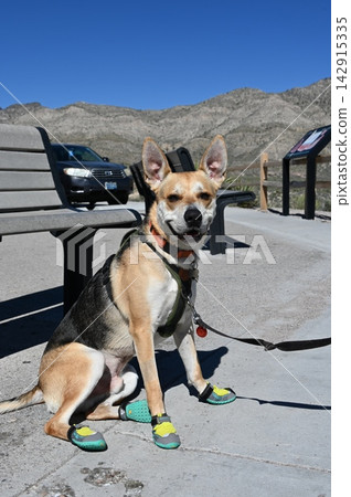 Happy Hiking Dog Wearing Protective Boots at Red Rock Canyon, Nevada Happy Hiking Dog Wearing Protective Boots at Red Rock Canyon, Nevada 142915335