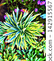 Plant known as an Ascot Rainbow Spurge 142915567
