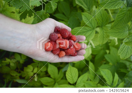 harvest of raspberries in a female hand. a handful of delicious, sweet berries 142915624