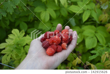 harvest of raspberries in a female hand. a handful of delicious, sweet berries harvest of raspberries in a female hand. a handful of delicious, sweet berries 142915626