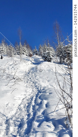clear sunny day in the winter forest high in the mountains clear sunny day in the winter forest high in the mountains 142915744