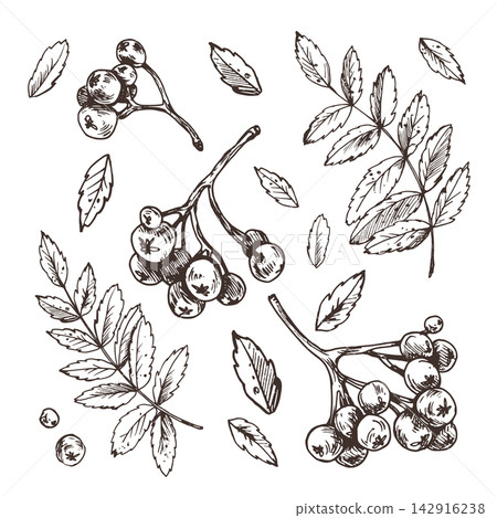 Hand drawn rowan berries and leaves in ink engraving style. Set of isolated sketch elements with branches and falling leaves. Autumn botanical illustration for seasonal design. Hand drawn rowan berries and leaves in ink engraving style. Set of isolated sketch elements with branches and falling leaves. Autumn botanical illustration for seasonal design. 142916238