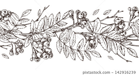 Hand drawn ink rowan branches with berries and leaves forming seamless border pattern. Black and white engraving style autumn illustration with detailed botanical ornaments. Hand drawn ink rowan branches with berries and leaves forming seamless border pattern. Black and white engraving style autumn illustration with detailed botanical ornaments. 142916239