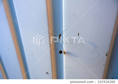 Marbled cellar spider hangs with prey on pale ceiling corner. Marbled cellar spider hangs with prey on pale ceiling corner. 142916260