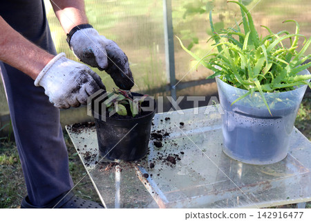 A gardener wearing gloves straightens a potted Plectranthus plant after repotting it next to a potted aloe plant A gardener wearing gloves straightens a potted Plectranthus plant after repotting it next to a potted aloe plant 142916477