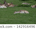 Fallow Deer Herd Resting on Green Meadow 142916496