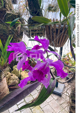 A lush orchid greenhouse filled with exotic blooming plants and vibrant colors creates a humid tropical atmosphere under glass in Estepona, Spain A lush orchid greenhouse filled with exotic blooming plants and vibrant colors creates a humid tropical atmosphere under glass in Estepona, Spain 142916627